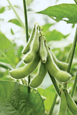 soybeans growing