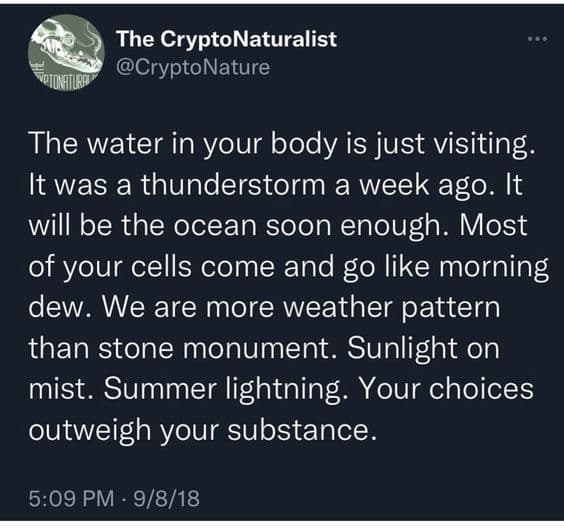 tweet from @cryptonature: "The water in your body is just visiting.
    It was a thunderstorm a week ago. It will be the ocean soon enough. Most of your cells come and go like morning dew. We are more weather pattern than stone monument. Sunlight on mist. Summer lightning. Your choices outweigh your substance."