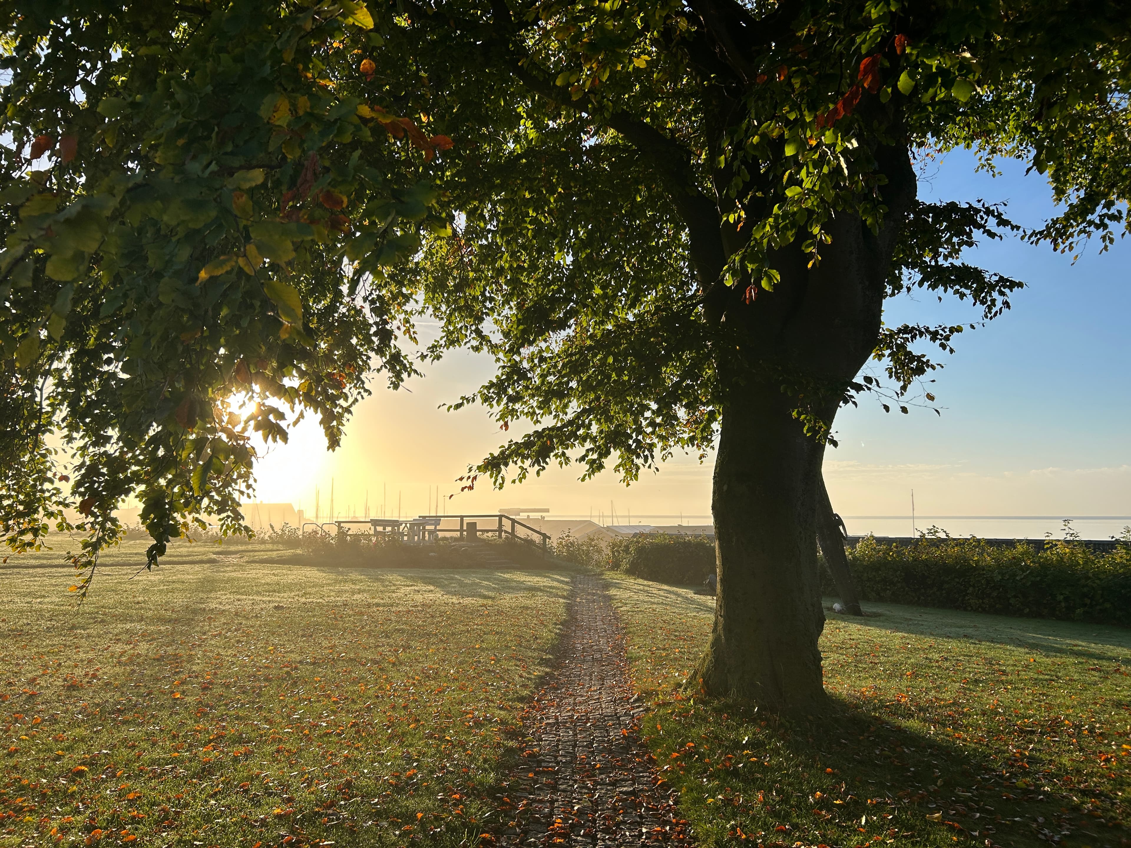 mist through trees on path to dock with golden sun