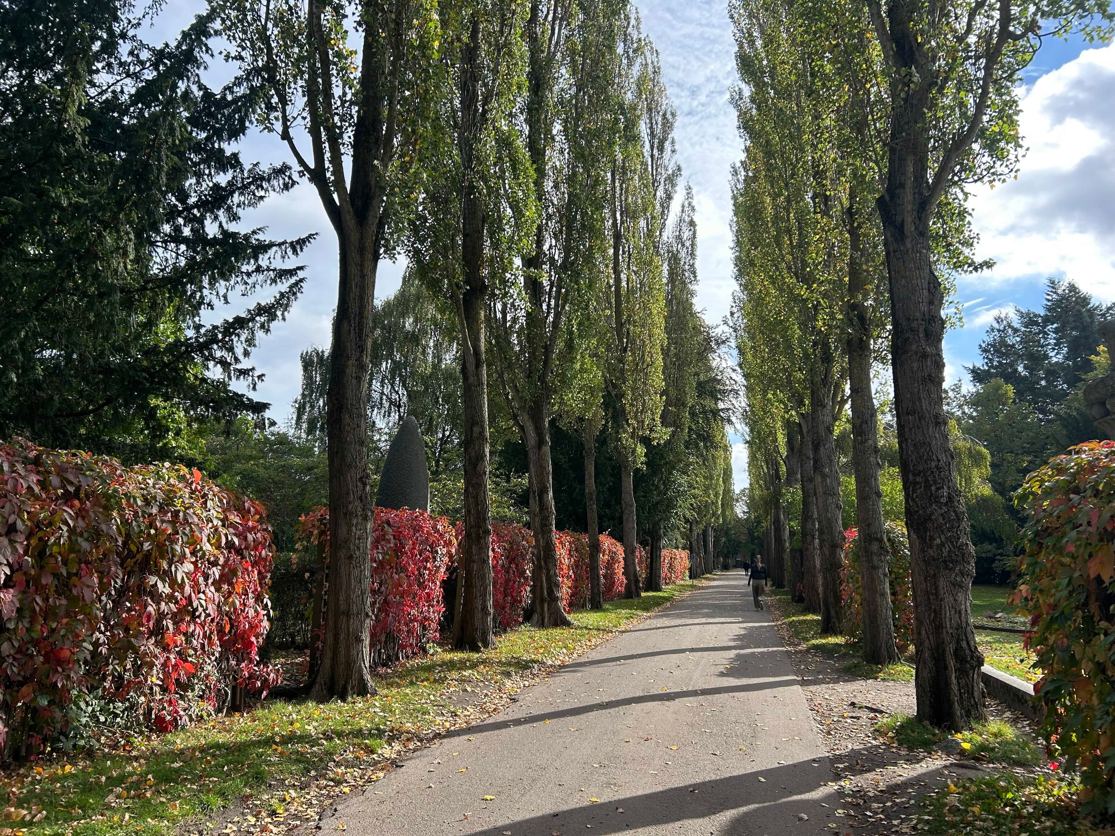 tree-flanked central path in assistens cemetery